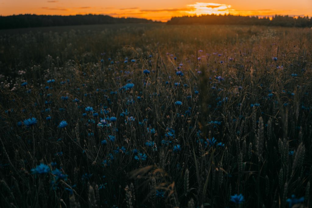 Campo de flores azules. Amar nuestras sombras