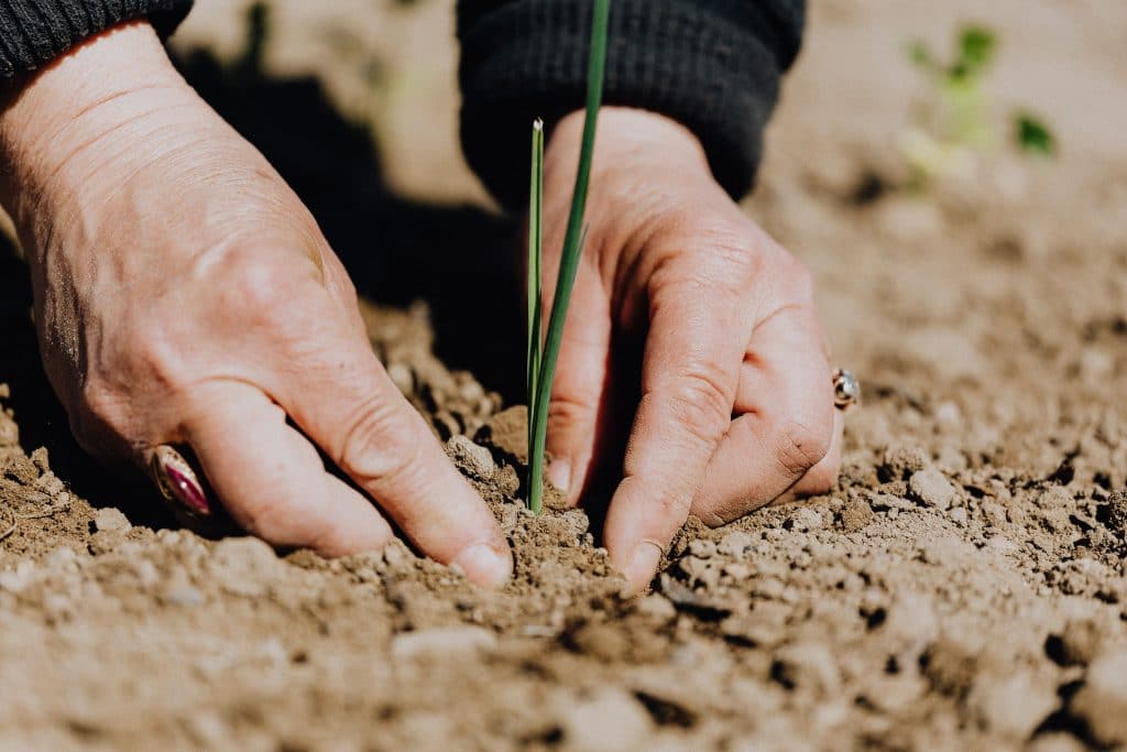 Sembrando. Biodescodificación