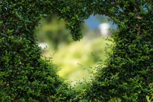 que-es-la-vida Corazón dibujado en arbustos. Que es la vida